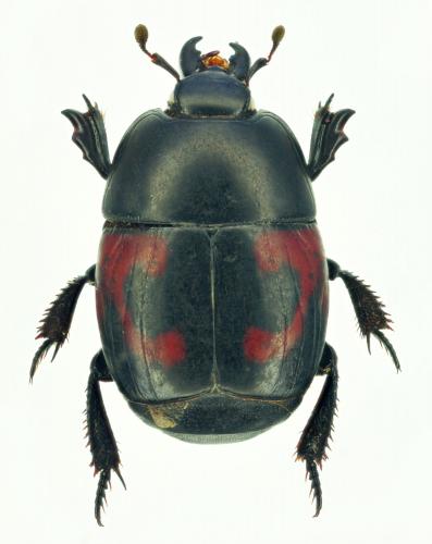 Réf. 183 010 : Hister quadrimaculatus